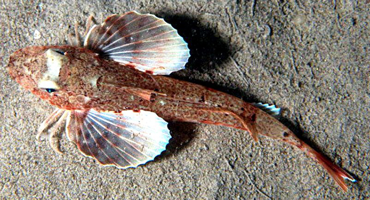 Chelidonichthys obscurus_05.jpg